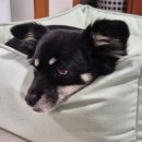 퍼피테일 | 강아지 방석 추천 커버분리 쉬운 펫테일 애견쿠션