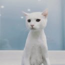 몽블리 펫샵 이미지