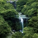 제주 천제연 난대림 이미지