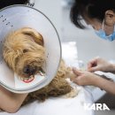 달봉이네