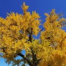 홍산객사 은행나무 이미지