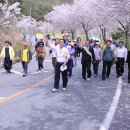 자양벚꽃100리길 이미지