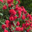 어쿠스틱 밴드(야간) 이미지