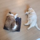 임당유통 | 24주차~28주차 임산부의 연말연시 , 임당검사, 입체초음파