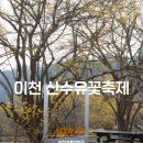 난타고고장구 | 이천 산수유 축제 산수유마을 주차 개화 상황