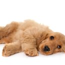 일산 클래식 동물병원 이미지