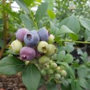 영길농장 이미지