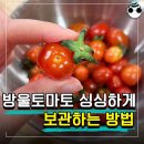 보관 방법만 바꿨을 뿐인데…일주일 뒤에도 ‘방울토마토’ 싱싱합니다 이미지