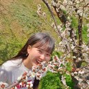 읍성길 | 광양매화 본 김에 불고기먹고 여수바다에 가서 숟가락으로 갯벌파보고 온 후기