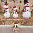 당당하개 이미지