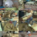 도그동물농장 이미지