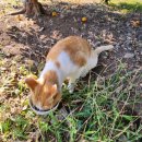 소롱코지 이미지