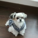 강쥐 이미지