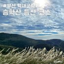 과일의 숲 사하점 | 부산 승학산 등산 억새 군락지 실시간 초보자도 쉬운 코스 정상 소요시간