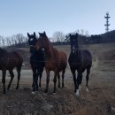 백화목장 이미지