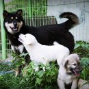 금골농장 이미지