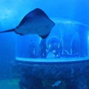 아쿠아리움 이미지