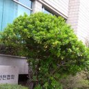 흥부조경