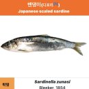 생선 상식 - 밴댕이 소개 (반지와 디포리 차이) 이미지