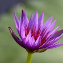 부여(외산)-7 이미지