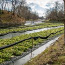 백조농장(1) 이미지