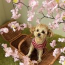 댕구르르 이미지