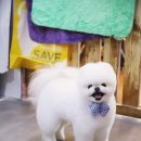 master grooming 이미지