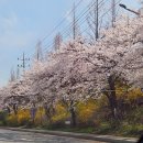 카페라움로스터리 | 국내 천안 벚꽃명소 천호지 - 26년 벚꽃만개, 단대호수 주차정보, 카페