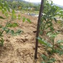 대광농장 이미지