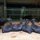 원산목장 이미지