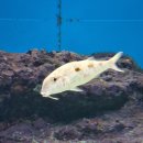 중부-현장-중부-1195 | 26개월 아기랑 오키나와 여행/2일차 여행코스 추라우미수족관 단보라멘 파인애플파크 REF베셀호텔 이온몰