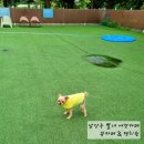 뀨카페 | 남양주 별내면 | 넓은 운동장이 있는 애견카페, 뀨카페 &amp; 댕치원 방문 후기