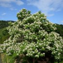 꽃피는 풍경 이미지