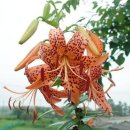 어전농장 이미지