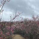 내동농장 | 2026 진주 내동 매화숲 재개방 후기 비 오는 날 방문기 및 개방 기간 정리