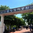 중랑천 | 2025 서울중랑천장미축제 후기 사람 얼굴만큼 큰 장미가 활짝!🌹