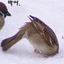 참새 허수아비 이미지
