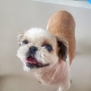 베트컴코리아 | 강아지 bun 수치와 신장 보조제