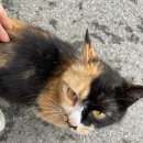 강촌장어집 | 내돈내산 고창 선운사 풍천장어 맛집 강촌식당 방문기