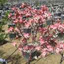 조경농장 이미지