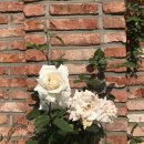 (주)에덴 이미지