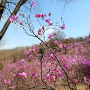 시류