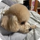 바니이발소 이미지