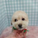 펫피파니 이미지