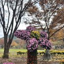 화암로 | 대구 수목원 국화축제 2025 기간 꽃구경 후기