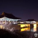 [서울숲 배움터] 스마트폰으로 사진작가 되기（출사&보정） | 경주 야경 사진 매번 번지고 어둡게 나오나요? 동궁과 월지 인생샷 건지는 촬영 비법