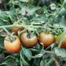 자매떡방앗간 이미지