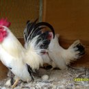 미니농장 이미지