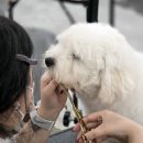 보람애견미용 이미지