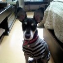 둘리애견 이미지